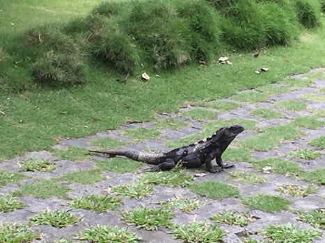 Black iguanas in Honduras.