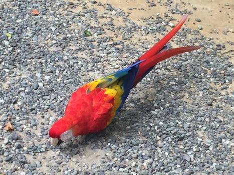 Macaw in Honduras