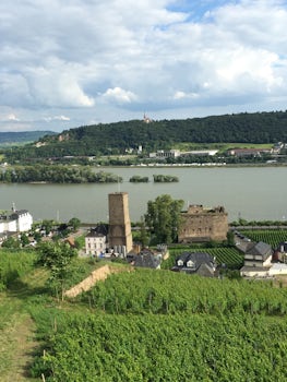 The vineyards along the Rhine
