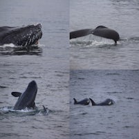 Some of the many whales