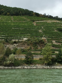 The terraces of grape wines above the Danube in Bavaria. Ingenious engineering.