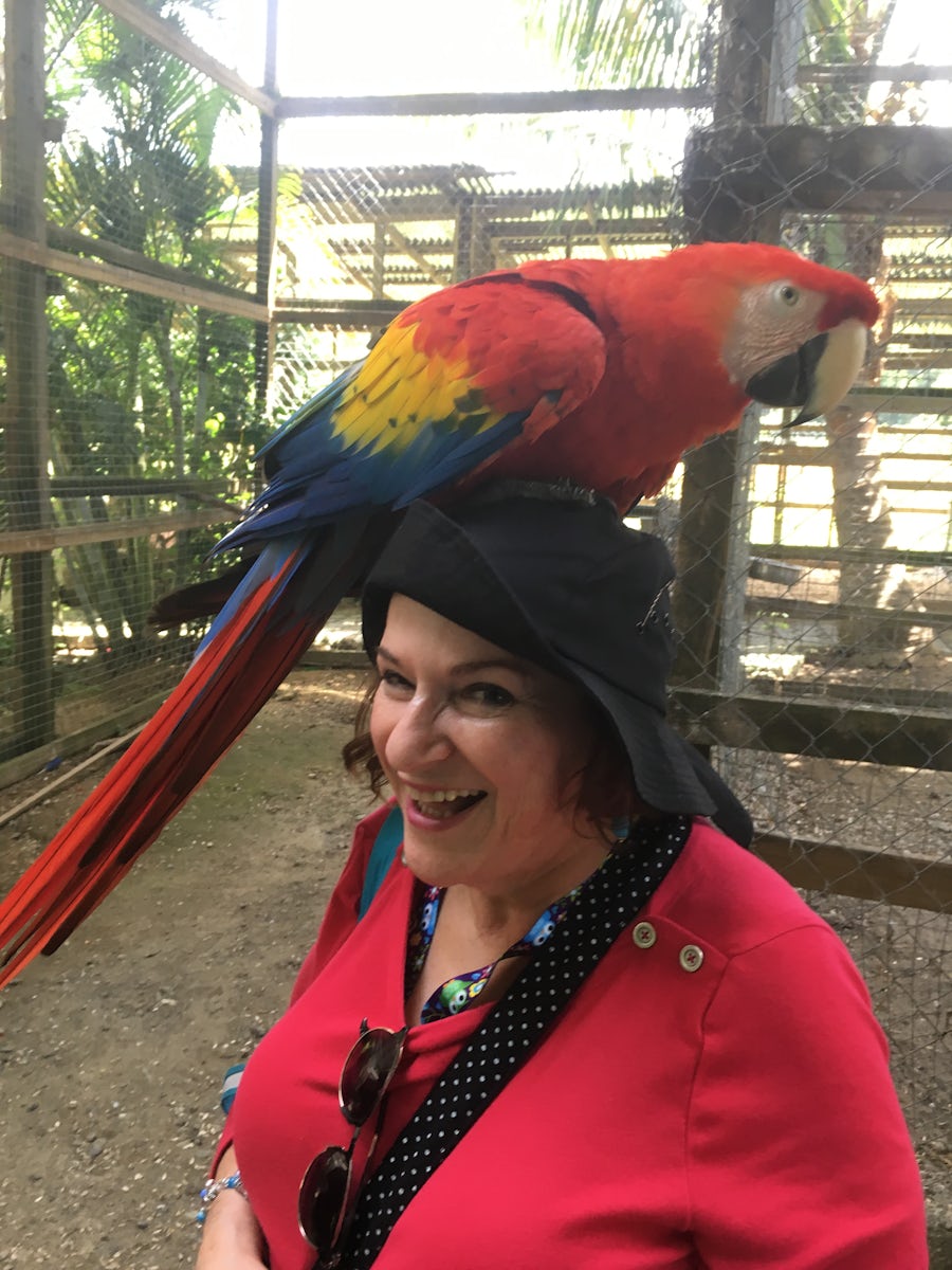 Parrot on my head!  Adorable.