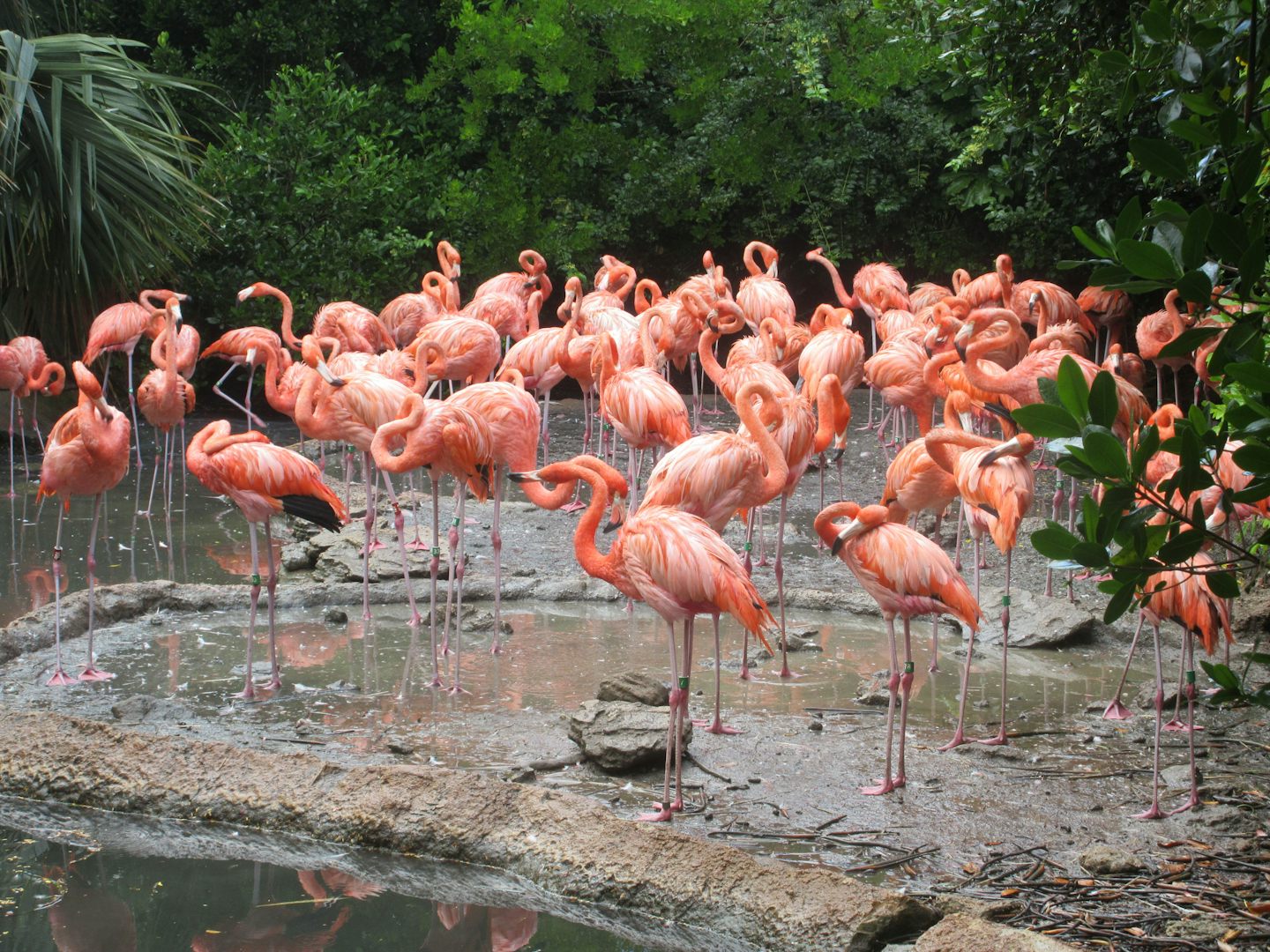 Flamingo's at Zoo