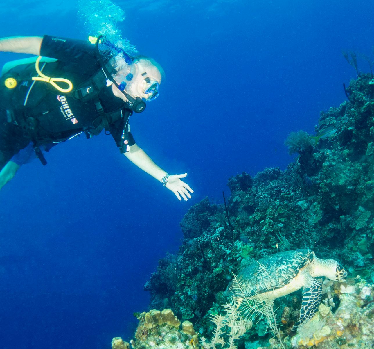 Scuba Diving in Roatan~ Turtle seemed very accustomed to divers. It was int