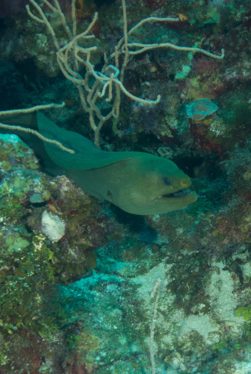 Scuba Diving in Roatan... saw the largest Moray I have ever seen in the Car