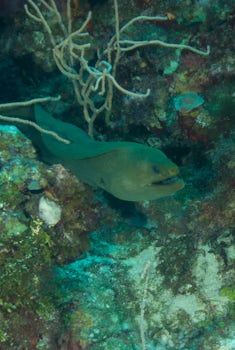 Scuba Diving in Roatan... saw the largest Moray I have ever seen in the Car