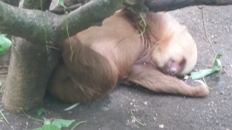 Sleeping sloths at the Jaguar Rescue Center in Costa Rica. Worth the drive!