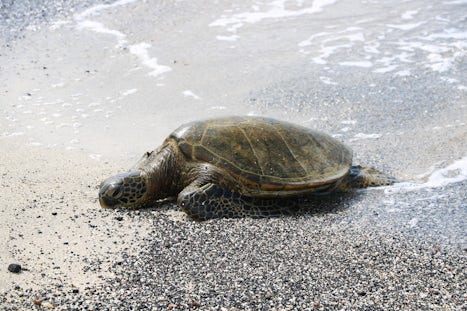 Gold Coast Tour, Kona - sea turtle sun bathing