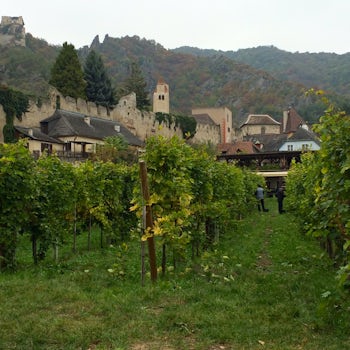 Picking the Grapes in Durnstein
