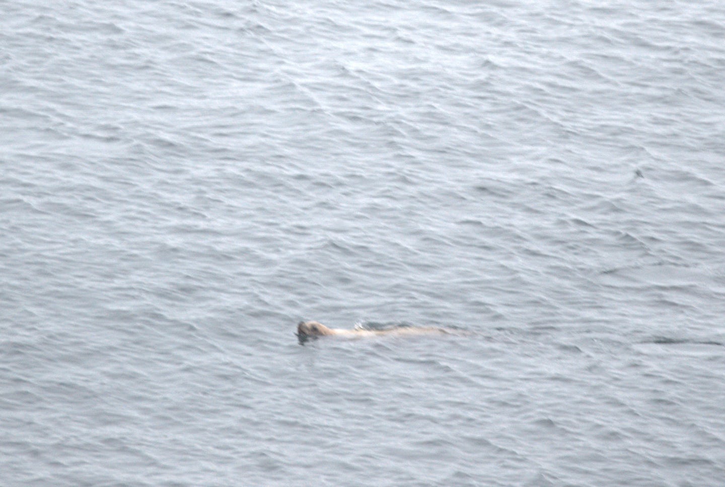 sea lion from our balcony