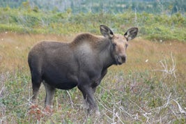 Moose along the road in bus trip in Gros Morne National Park