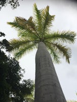 coconut palm, one of many St Kitts