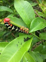 Dominica venom caterpillar