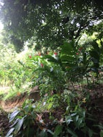 Dominica deep in the jungle!