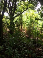 The amazing jungle in Dominica