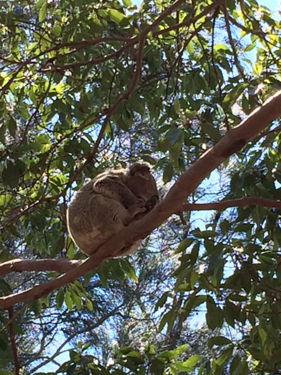 Koala bear sleeping in tree. Sydney.