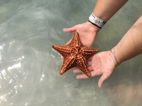 Starfish at Starfish island