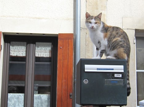 A French cat checking out the cisitirs in Arromanches.