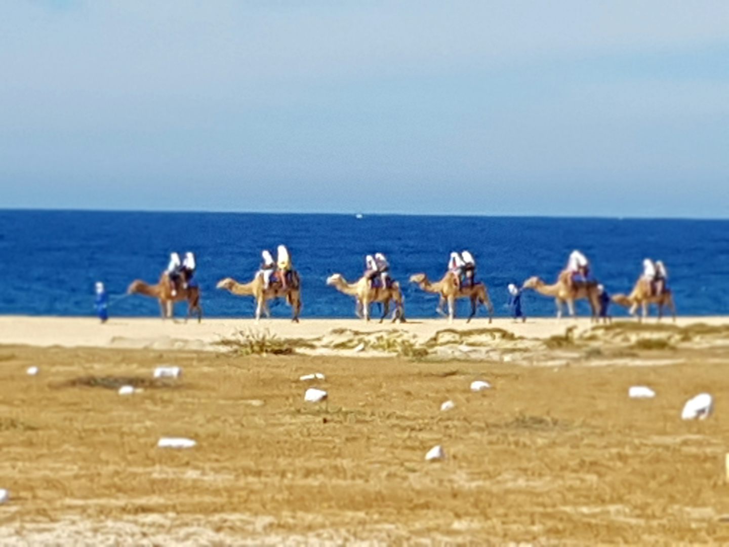 Camel ride in Cabo was top notch.