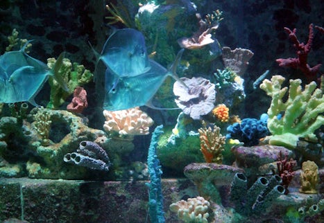 Aquarium at The Dig - Atlantis