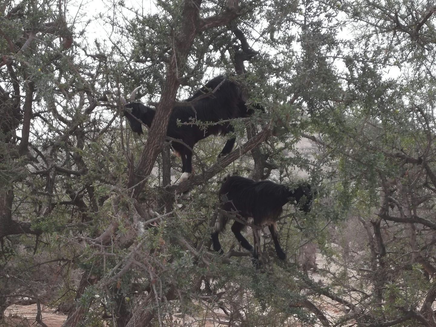 Agadir Argan Oil Tree-climbing goats
