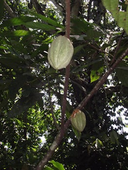 The cacao fruit. Turning cacao into chocolate. Costa Rica