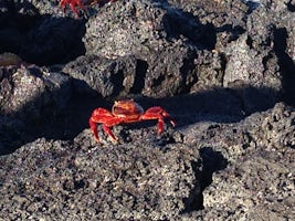 Colorful red crabs