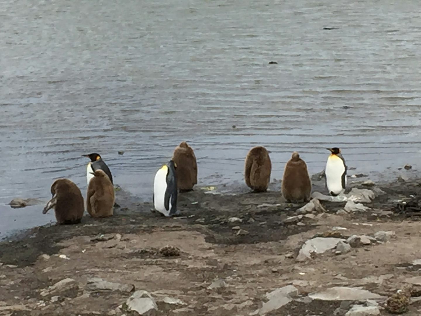 Falkland Island King Penguin pairs with 1 year old babies.