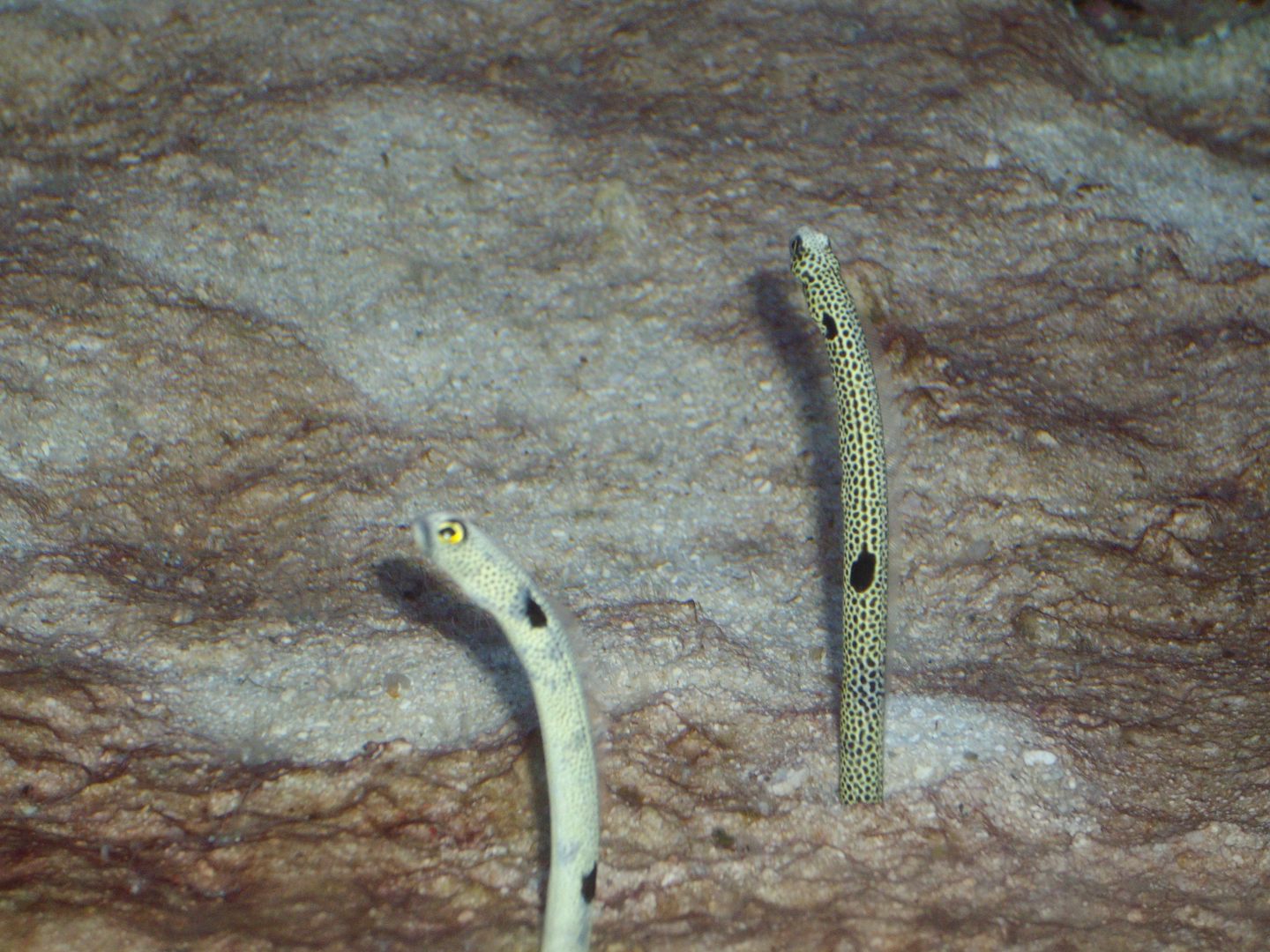 Sand eels at the Noumea Aquarium...small but brilliant place