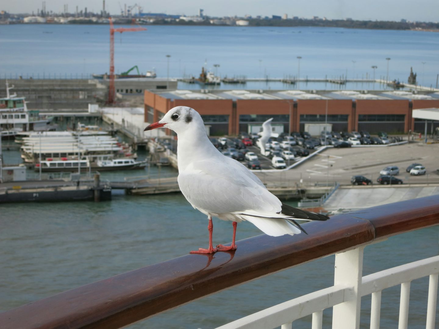 Hungry sea gull in Venice