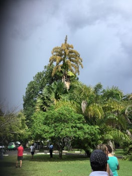 The Century Palm fully bloomed (which means ready to die after 50 plus year