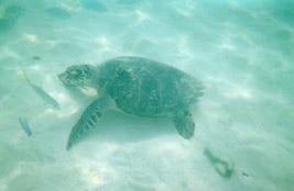 Swimming partner at Holetown beach Barbados.