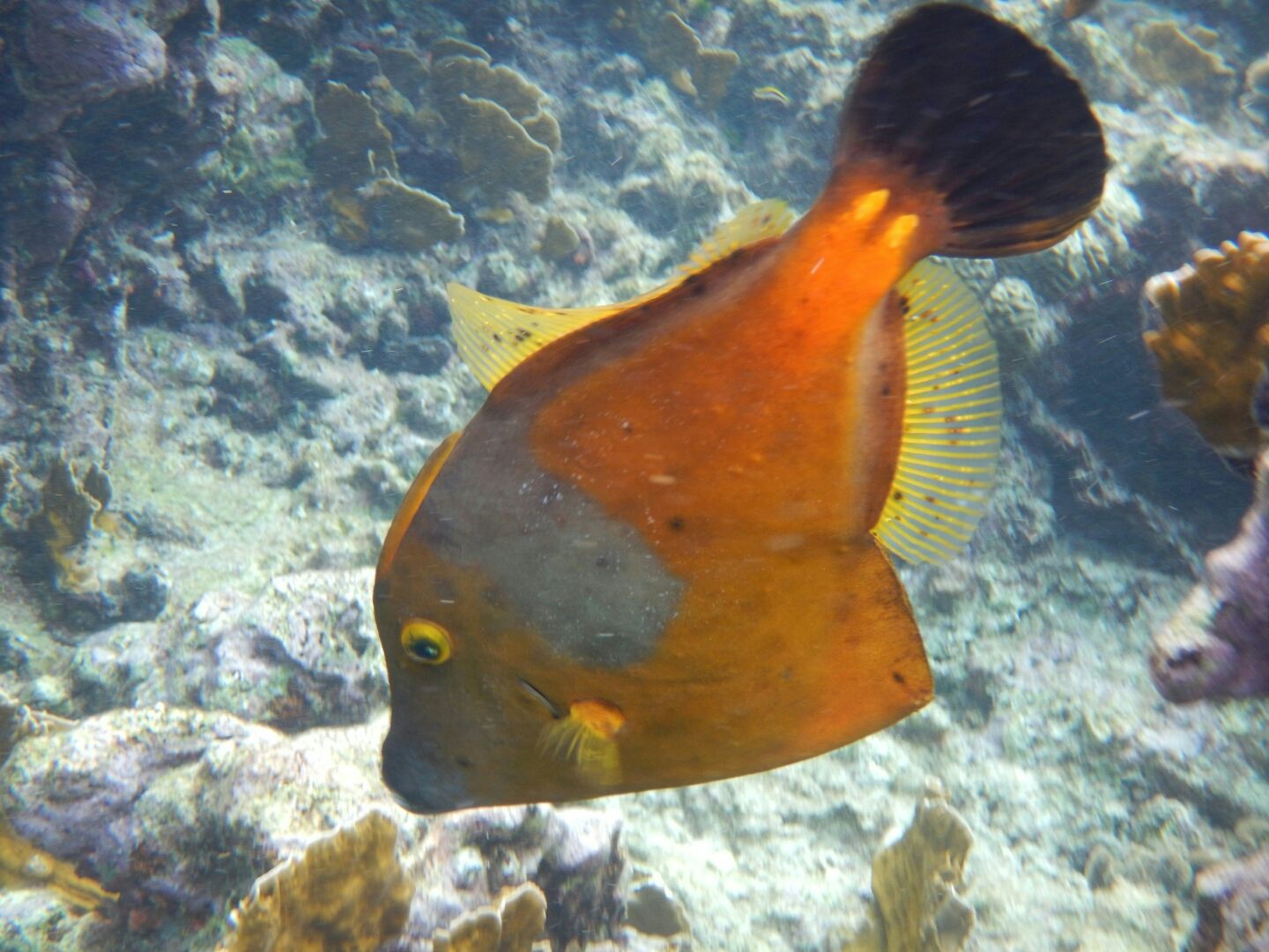Klein Bonaire, Bonaire snorkeling