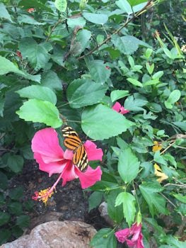 Butterfly encounter Harvest Caye Belize