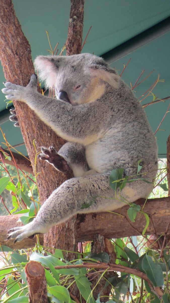 Koala at Steve Irwin's zoo, Brisbane