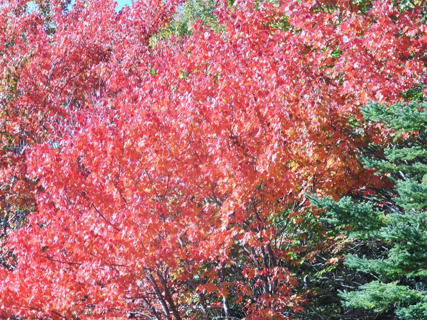 Fall leaves, Bar Harbor, Maine