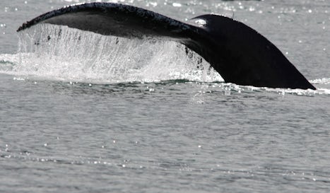 This was taken on the whale watching trip.