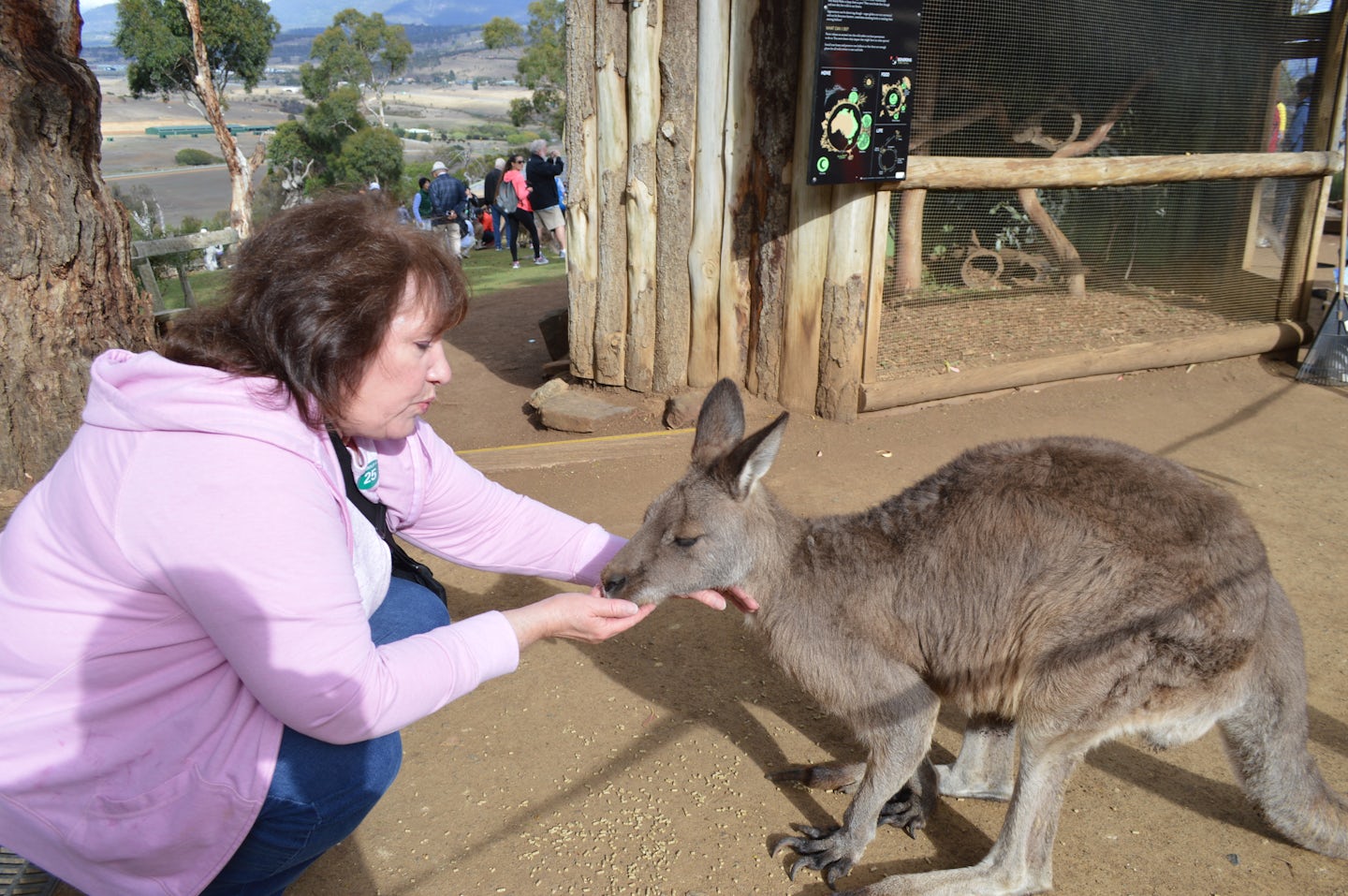Feeding the kangaroos