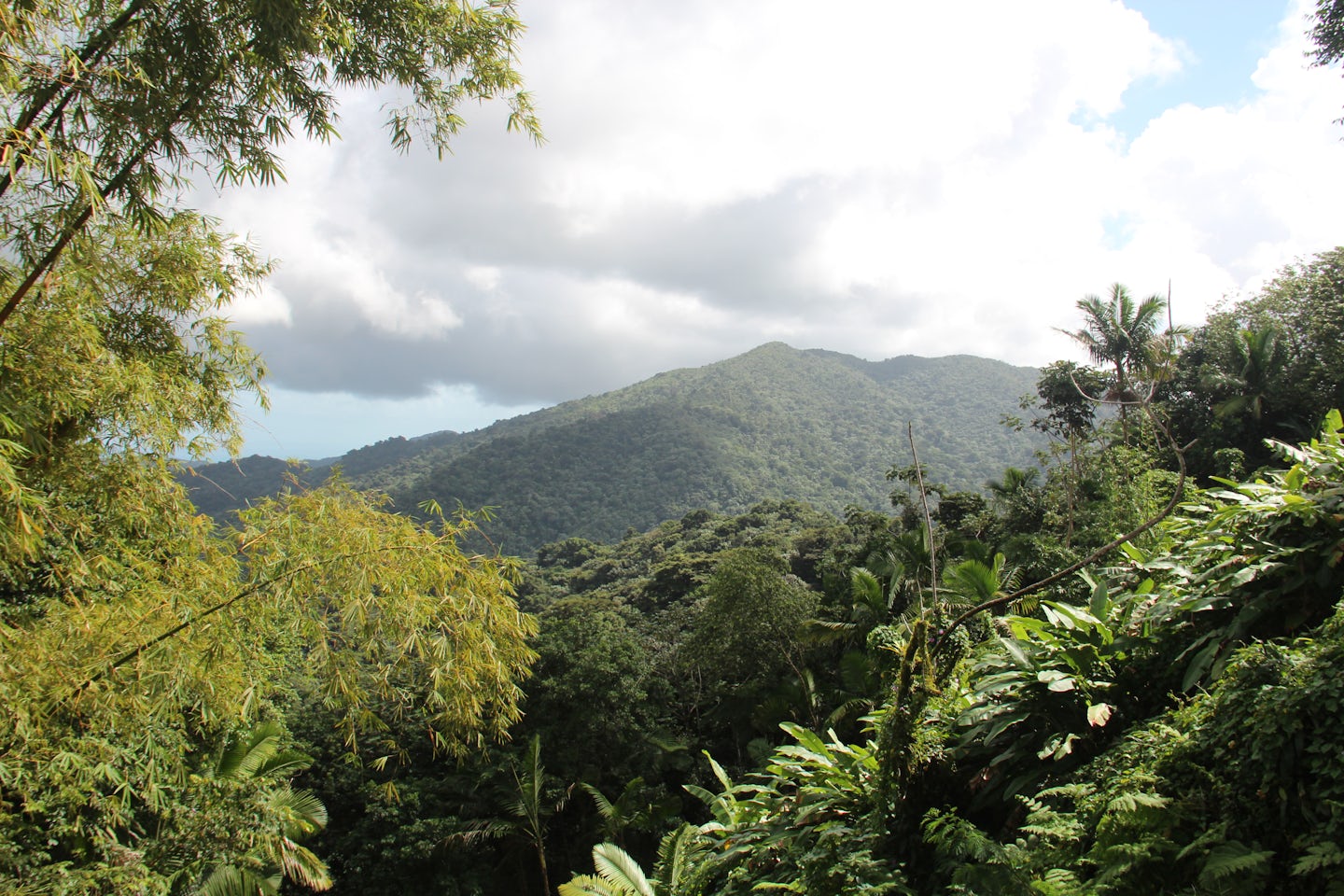 View from the Rainforest