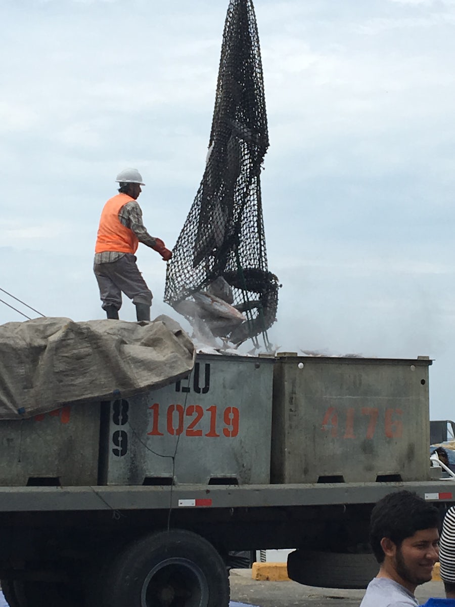 The net of frozen tuna being dumped into a truck for transport.