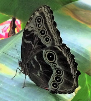 Butterfly in Costa Rica.