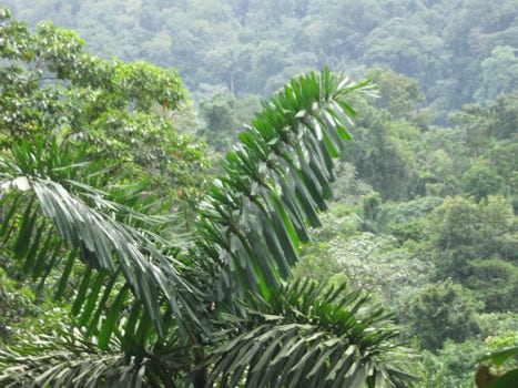Rainforest in Costa Rica