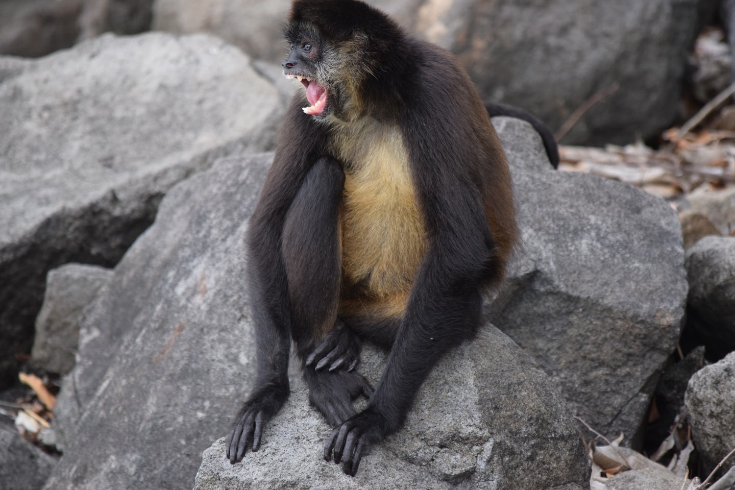 The monkeys of Monkey Island in Nicaragua don