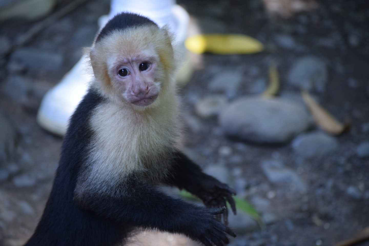 This little Capuchin monkey crawled across my arms for a treat in Costa Rica!