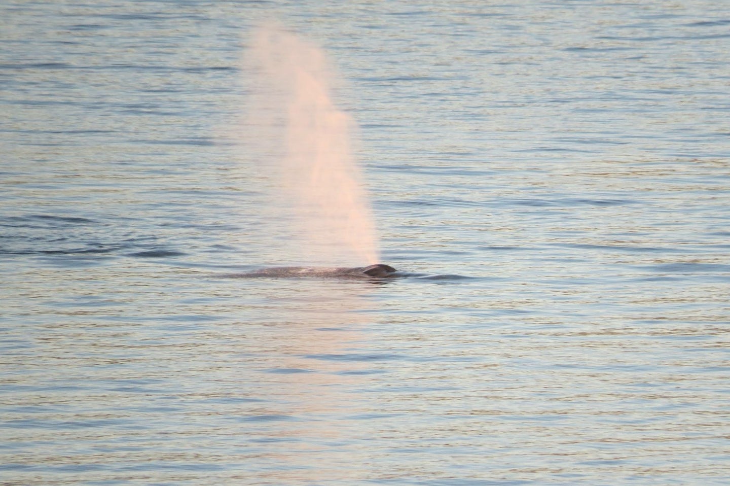 Loved seeing whales in Alaska!