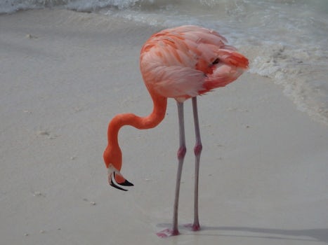 Flamingo at Renaissance Island, Oranjestad, Aruba