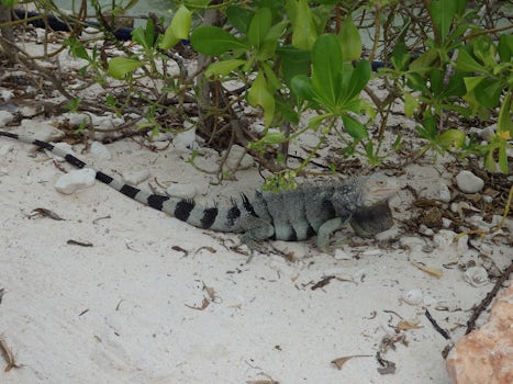 Iguana at Renaissance Island, Oranjestad, Aruba