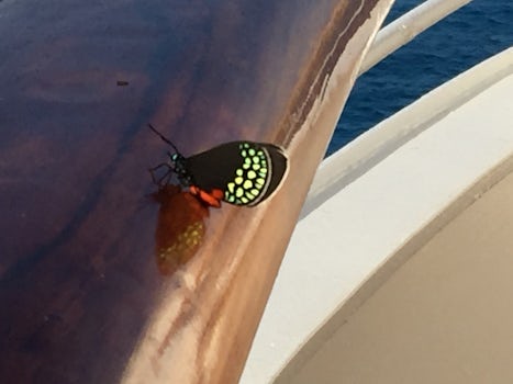 A butterfly decided to take a break while cruising between Guatemala & Mexico.