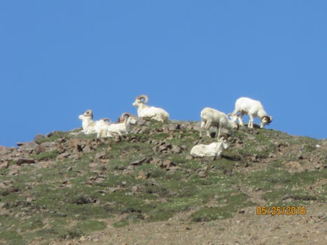 Dall sheep in Denail