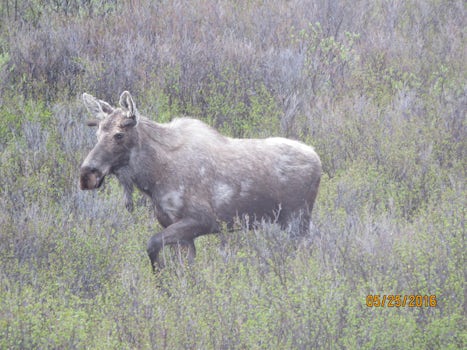 Moose in Denali